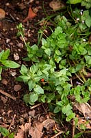 Mauvaises herbes communes du jardin - Pimpernel écarlate - Anagallis arvensis