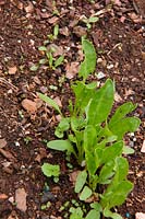 Beta vulgaris - Épinards perpétuels - germination inégale causée par la profondeur irrégulière des graines de couverture