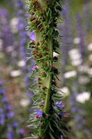 Fasciation chez Echium vulgare - Viper Bugloss
