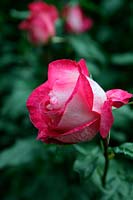 Rosa 'Rose Gaujard' syn. 'Gaumo' HT rose