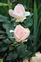 Rosa 'Chandos Beauty' syn. 'Marmisty' HT Rose