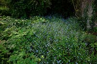 Omphaloides verna poussant dans un habitat boisé ombragé à RHS Garden Rosemoor