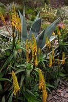 Aloe striatula avec Agave americana - Century Plant dans Foamlea Garden, Mortehoe, North Devon