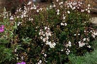 Parahebe catarractae à fleurs blanches dans Foamlea Garden, Mortehoe, North Devon