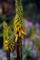 Aloe striatula dans Foamlea Garden, Mortehoe, North Devon