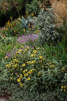 Phlomis cretica dans Foamlea Garden, Mortehoe, North Devon