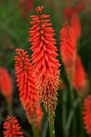 Kniphofia 'Wol's Red'