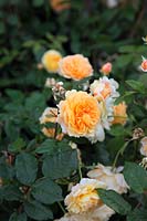 Rosa 'Princesse héritière Margareta' syn. 'Auswinter'