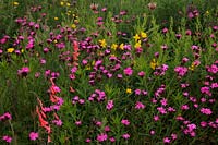 Oenothera tetragona, Penstemon barbatus et Dianthus carthusianorum - Prairie meadow au jardin RHS Wisley conçu par le professeur James Hitchmough