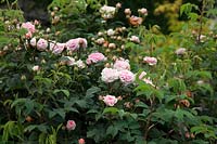 Rosa 'Reine du Danemark'