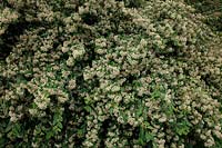 Cotoneaster lacteus - floraison début juillet