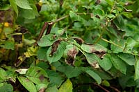 Phytophthora infestans - Premiers symptômes foliaires de la brûlure de la pomme de terre sur Solanum tuberosum 'Salad Blue'