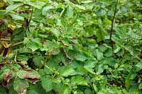 Phytophthora infestans - Premiers symptômes foliaires de la brûlure de la pomme de terre sur Solanum tuberosum 'Salad Blue' à gauche par rapport à la feuille propre de 'Highland Red' à droite
