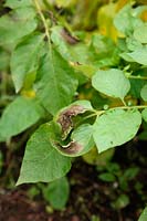 Phytophthora infestans - Premiers symptômes foliaires de la brûlure de la pomme de terre sur Solanum tuberosum 'Charlotte'