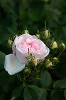 Rosa 'Maiden's Blush'