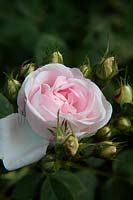 Rosa 'Maiden's Blush'