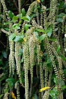 Itea ilicifolia