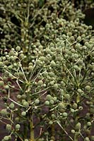 Eryngium eburneum avec de nombreux insectes qui se nourrissent de nectar, en particulier des syphes et des drones