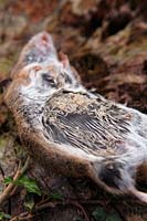Cadavre de souris des bois - Apodemus sylvaticus étant consommé par les asticots mouches - le corps a été retourné pour exposer les asticots qui prolifèrent dans le dessous humide et sombre du cadavre