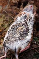 Cadavre de souris des bois - Apodemus sylvaticus étant consommé par les asticots mouches - le corps a été retourné pour exposer les asticots qui prolifèrent dans le dessous humide et sombre du cadavre