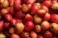Malus 'John Downie' - Pommes de crabe récoltées début septembre pour faire de la gelée de pomme sauvage