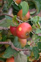 Malus domestica 'Pixie' - Pomme dessert montrant une cicatrice liégeuse causée par la teigne de l'hiver - Operophtera brumata