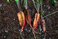 Daucus carota - Carottes fendues