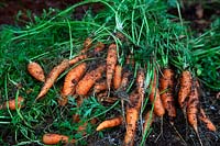 Daucus carota - Carotte 'Chantenay 2 - à noyau rouge'