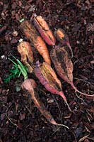 Daucus carota - Carottes avec des racines fendues peut-être causées par des niveaux d'humidité fluctuants