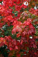 Acer platanoides - un arbre au feuillage d'automne rouge particulièrement bon