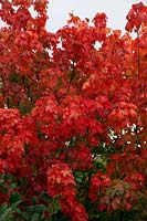 Acer platanoides - un arbre au feuillage d'automne rouge particulièrement bon