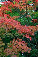 Acer oliverianum - couleur d'automne