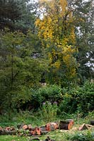 Les grands jardins ne s'arrêtent jamais - comme les arbres deviennent grands et produisent plus d'ombre, certains doivent être abattus pour maintenir des niveaux de lumière suffisamment élevés - ici Fagus sylvatica - Hêtre commun - en arrière-plan Celastrus orbiculatus montrant la couleur d'automne