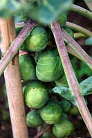 Choux de Bruxelles - Brassica oleracea 'Maximus'