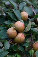 Pomme - Malus domestica 'Noyau d'Ashmead'