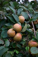 Pomme - Malus domestica 'Noyau d'Ashmead'