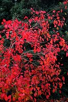 Cotinus obovatus - couleur d'automne
