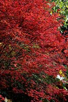 Acer palmatum 'Trompenburg' montrant la couleur d'automne dans le jardin Savill
