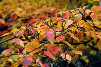 Acer davidii 'Ernest Wilson' couleur d'automne