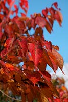 Prunus 'Taihaku' feuillage d'automne