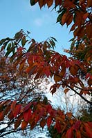 Prunus 'Ukon' couleur d'automne