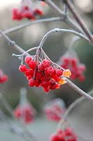 Viburnum opulus - fruits givrés début décembre