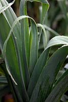 Poireau - Allium porrum 'Musselburgh'