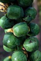 Choux de Bruxelles - Brassica oleracea 'Crispus'