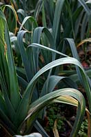 Poireau - Allium porrum 'Musselburgh'