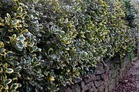 Ilex aquifolium 'Argentea Marginata' et Ilex x altaclerensis 'Golden King' utilisé comme haie à feuilles persistantes