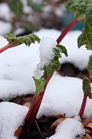 Rhubarbe - Rheum x hybridum 'Timperley Early' poussant dans la neige en janvier