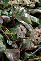Chrysosplenium macrophyllum à la fin de l'hiver