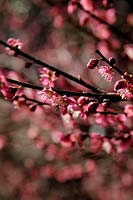 Prunus mume 'Beni Shidare' en février