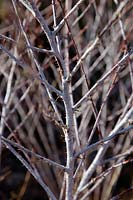 les tiges d'argent de Rubus thibetanus en hiver
